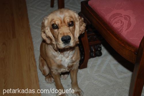 tarçın Dişi İngiliz Cocker Spaniel