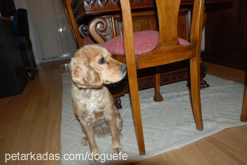 tarçın Dişi İngiliz Cocker Spaniel