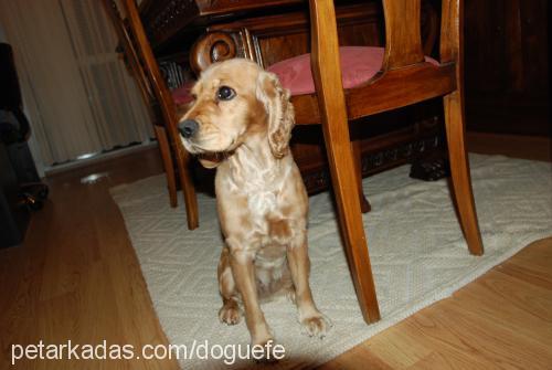 tarçın Dişi İngiliz Cocker Spaniel