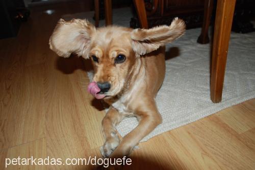 tarçın Dişi İngiliz Cocker Spaniel