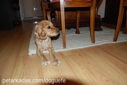 tarçın Dişi İngiliz Cocker Spaniel