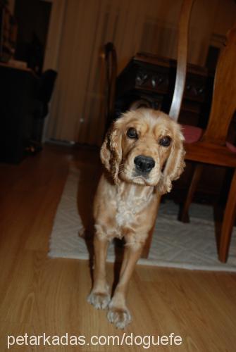 tarçın Dişi İngiliz Cocker Spaniel