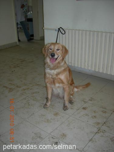 ceni Dişi Golden Retriever