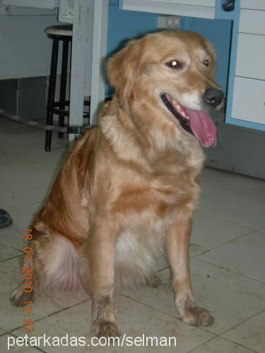 ceni Dişi Golden Retriever