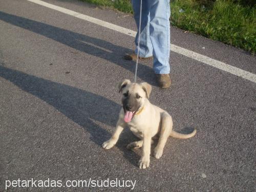 coco Dişi Labrador Retriever