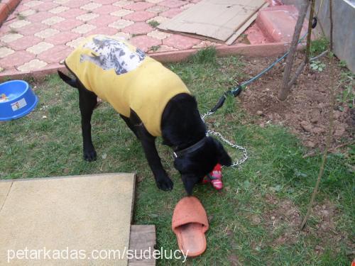 coco Dişi Labrador Retriever