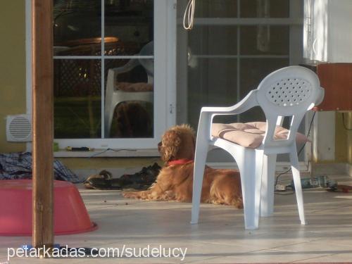 coco Dişi Labrador Retriever