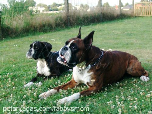 inky Dişi Boxer