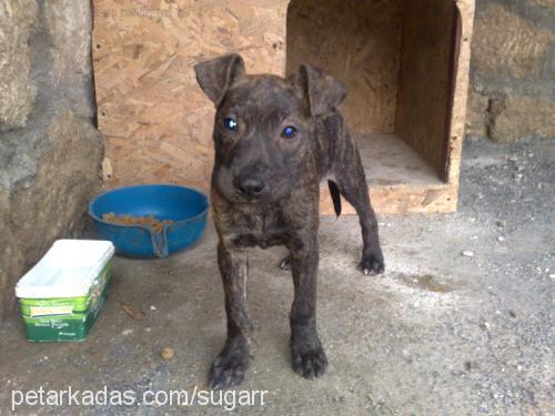 linda Dişi Amerikan Pitbull Terrier