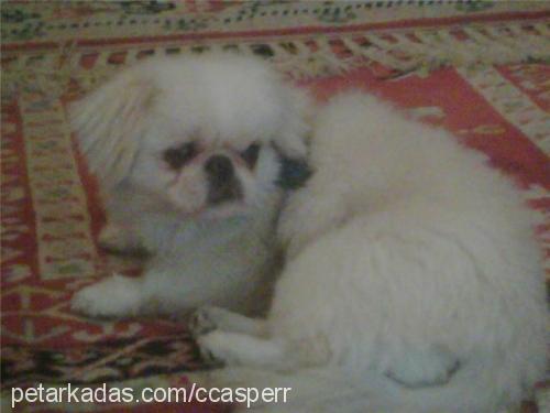 casper Erkek Pekingese