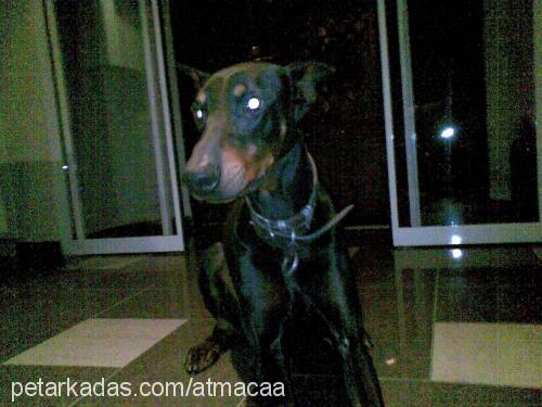 arthur Erkek Doberman Pinscher