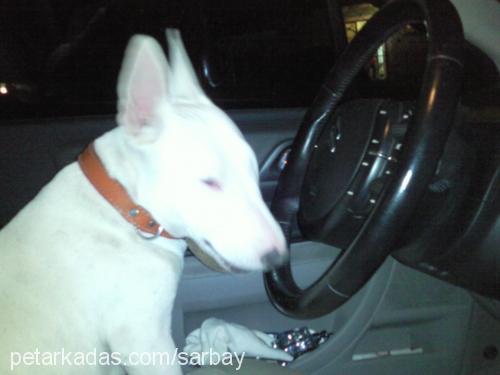 arş Dişi Bull Terrier