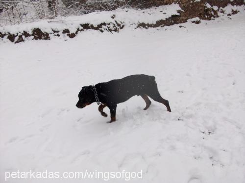 duman Erkek Rottweiler