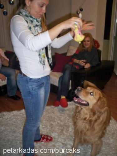 junior Erkek Golden Retriever