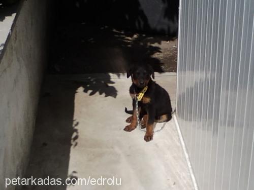 hera Dişi Rottweiler