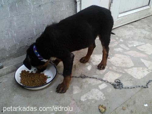 hera Dişi Rottweiler