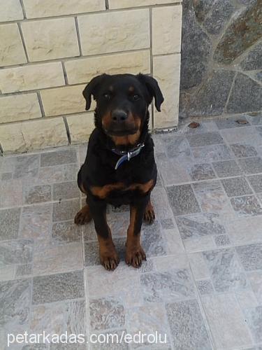 hera Dişi Rottweiler