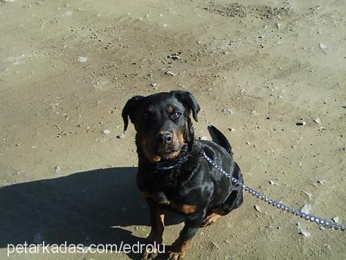 hera Dişi Rottweiler