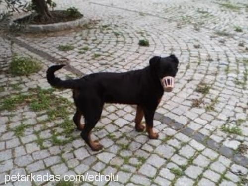 hera Dişi Rottweiler