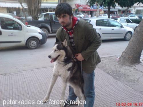 zeus Erkek Sibirya Kurdu (Husky)