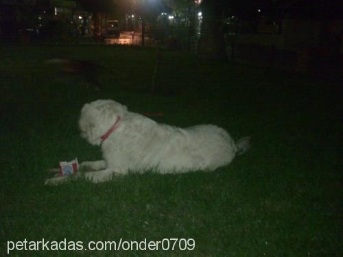 lady Dişi Golden Retriever