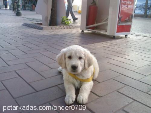 lady Dişi Golden Retriever