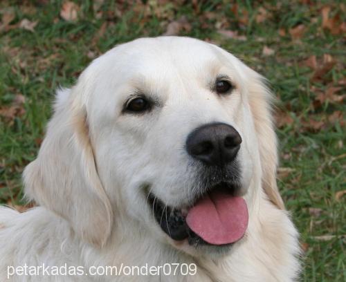 lady Dişi Golden Retriever