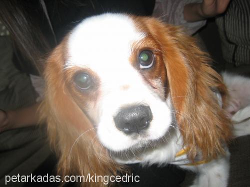 cedric Erkek Cavalier King Charles Spanieli