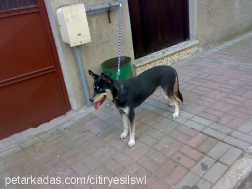 mavi Dişi Sibirya Kurdu (Husky)