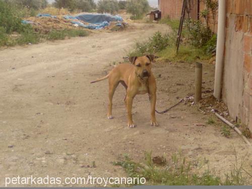 bedİŞ Dişi Amerikan Pitbull Terrier