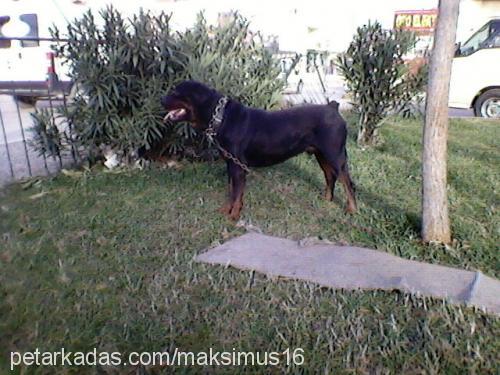 maximus Erkek Rottweiler