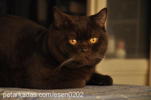 Çiço Erkek British Shorthair