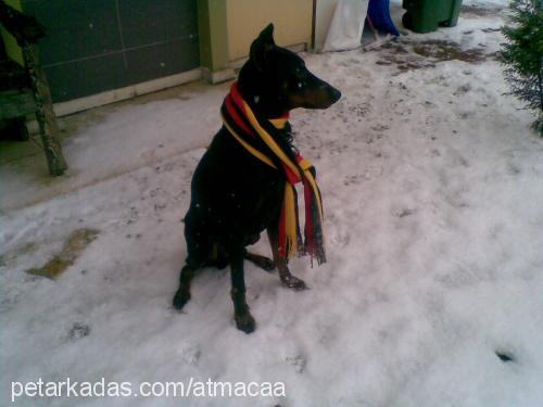 arthur Erkek Doberman Pinscher