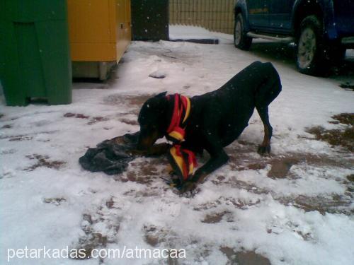 arthur Erkek Doberman Pinscher