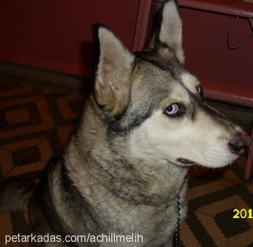 aşil Dişi Sibirya Kurdu (Husky)