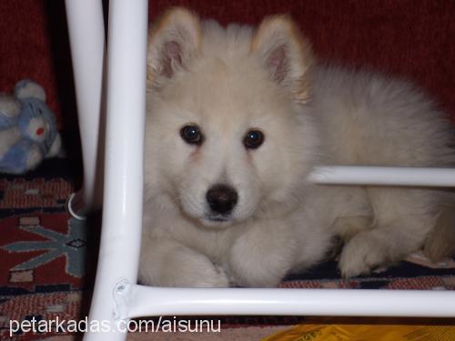 bafi Erkek Samoyed