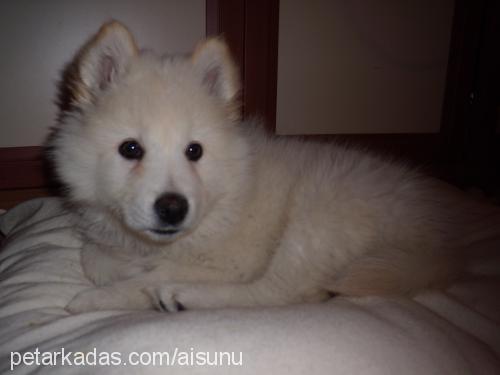 bafi Erkek Samoyed