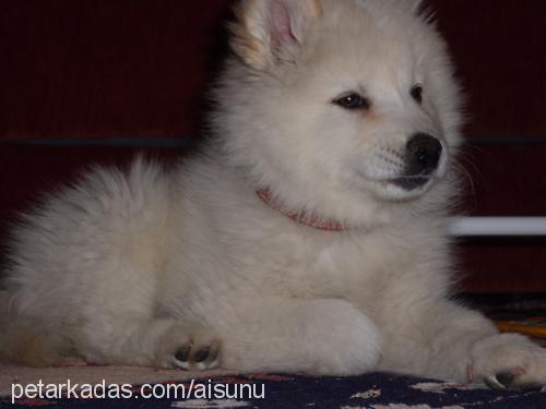 bafi Erkek Samoyed