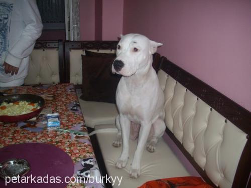 cookie Dişi Amerikan Pitbull Terrier