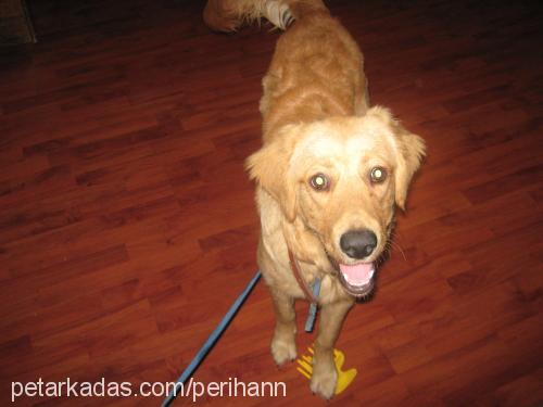 kemal Erkek Golden Retriever