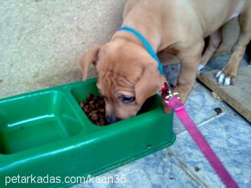 ena Dişi Amerikan Staffordshire Terrier