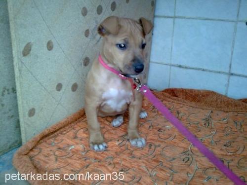 ena Dişi Amerikan Staffordshire Terrier