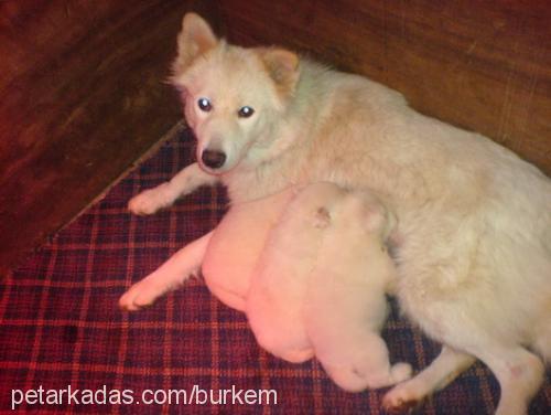 akİra Dişi Samoyed