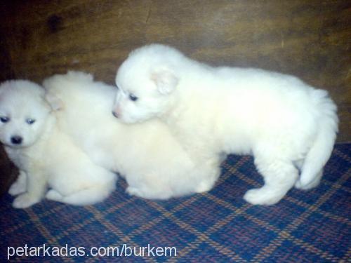 akİra Dişi Samoyed