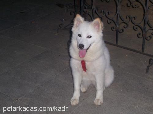 casper Dişi Samoyed