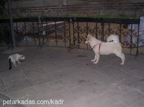 casper Dişi Samoyed