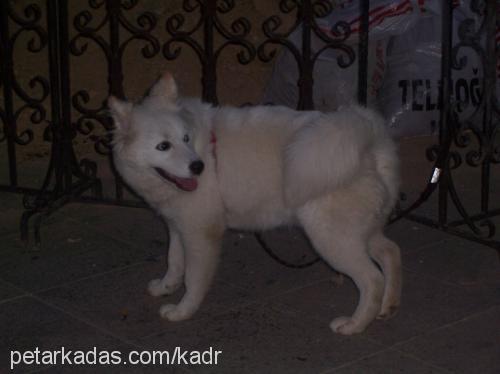 casper Dişi Samoyed