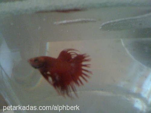 betta Bilinmiyor 