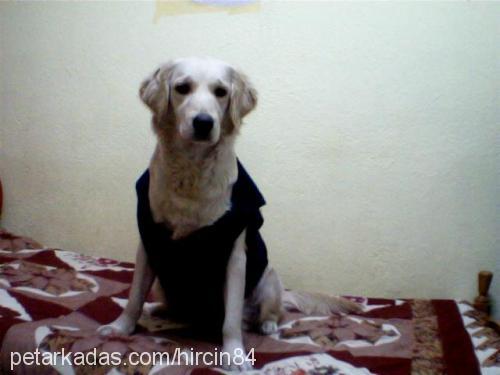 pamuk Dişi Golden Retriever