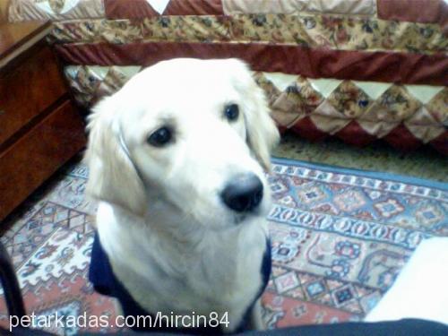 pamuk Dişi Golden Retriever